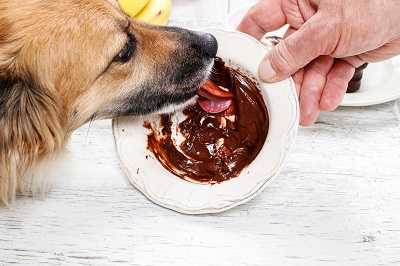 チョコレートを舐める犬
