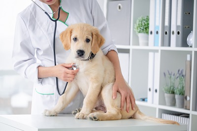 獣医師の診察を受ける子犬