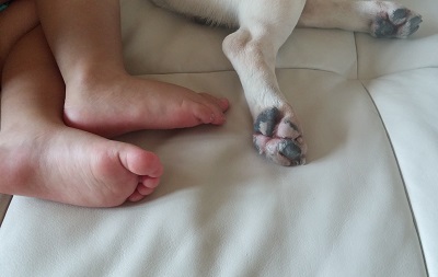 赤ちゃんの足と犬の足