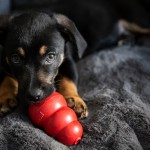 世界中で認められている犬用知育玩具「KONG（コング）」を使って愛犬とハッピーな暮らしを！