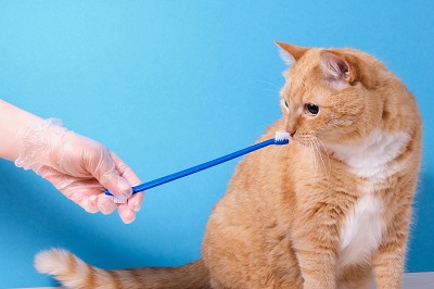 歯ブラシの匂いを嗅ぐ猫