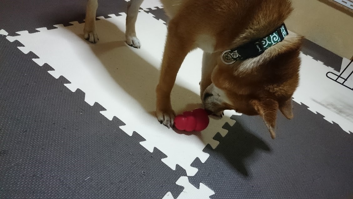 愛犬の頭を鍛える 楽しい知育玩具コングをご紹介 Recheri