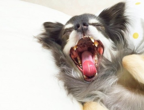 犬のあくび