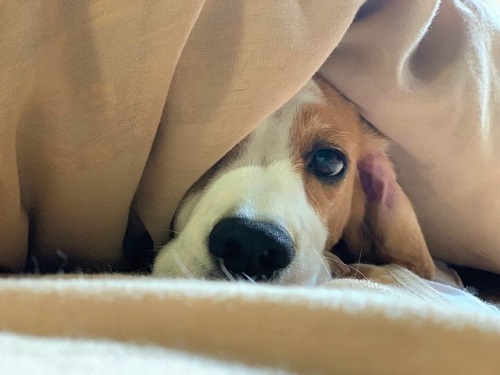 毛布に包まれる犬