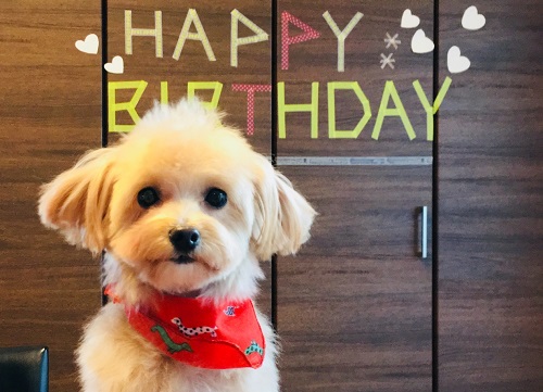 犬の誕生日