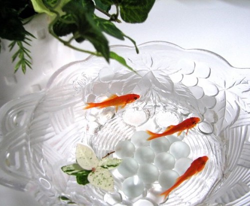 金魚鉢と金魚