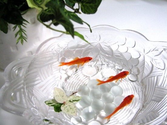 金魚鉢と金魚