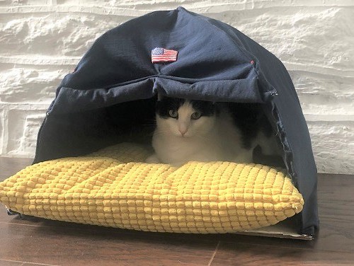 テントに入る猫