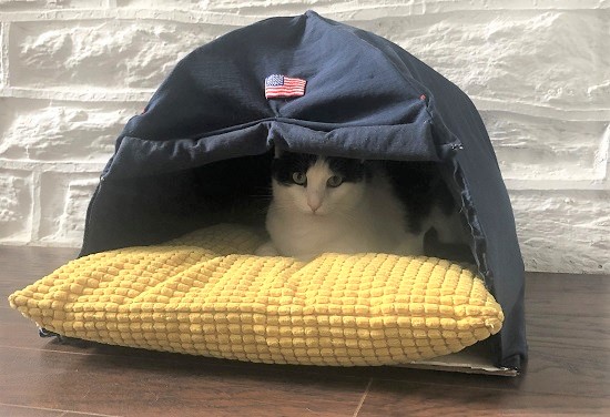 テントに入る猫