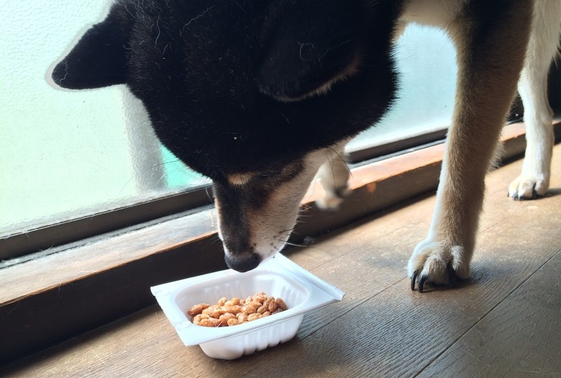 納豆を食べる柴犬