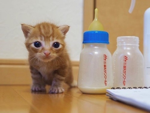子猫と哺乳瓶