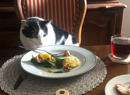猫とディナー
