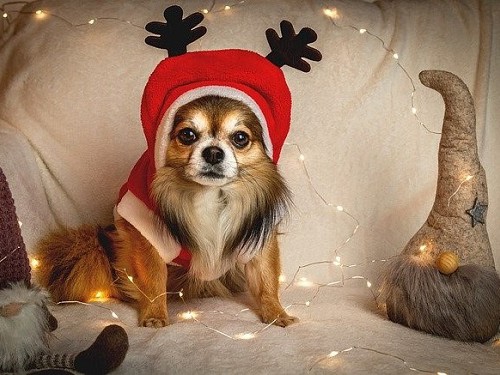 クリスマスコスプレの犬