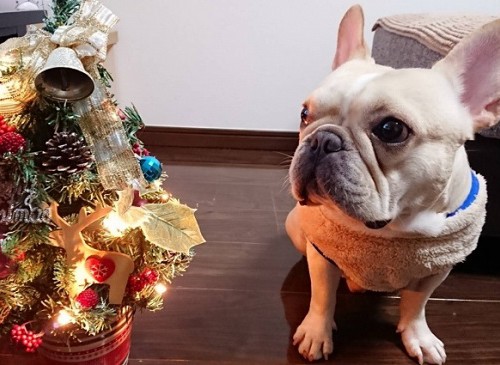 クリスマスツリーと犬