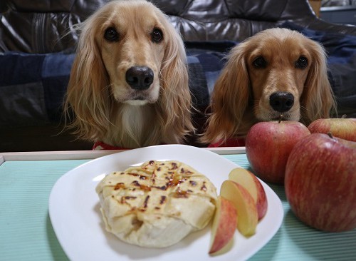 愛犬とアップルパイ
