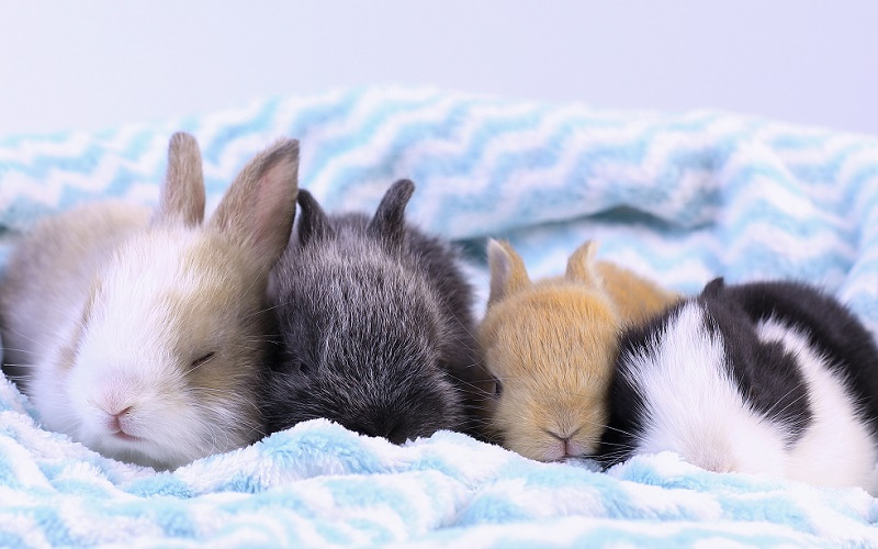 眠る子ウサギたち