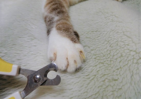 爪切りと猫