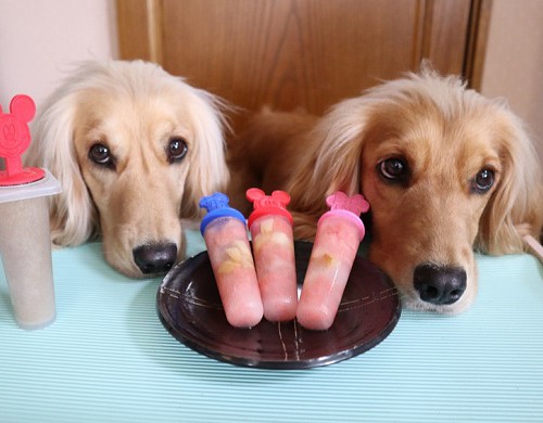 犬とアイスキャンデー