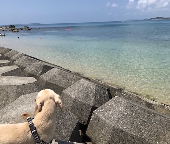 ペットと沖縄旅行 おすすめシーズンは 移動手段は Recheri