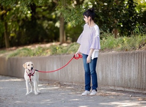 目が見えない犬との散歩ってどんな感じ 盲目犬とのお散歩を楽しむための注意点やコツ Recheri