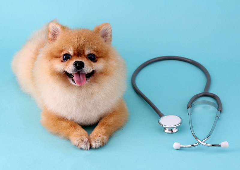 犬と聴診器