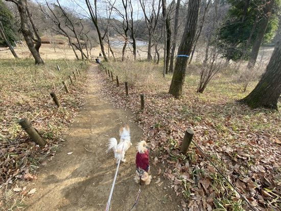 小山田緑地をお散歩