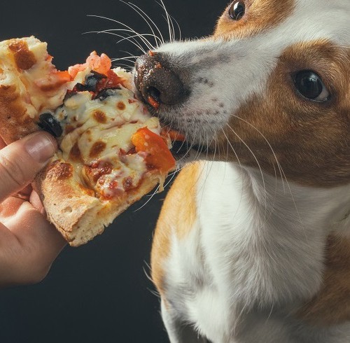 ピザを食べる犬