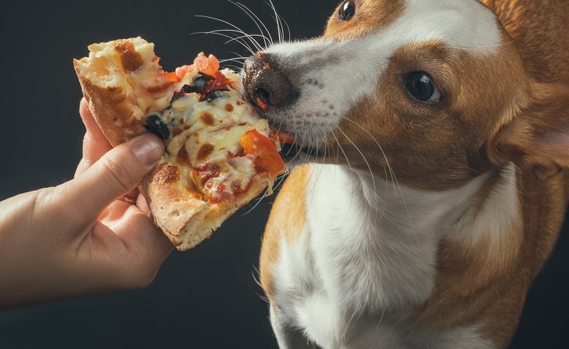 ピザを食べる犬