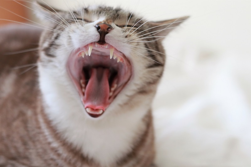 大きく口を開ける猫