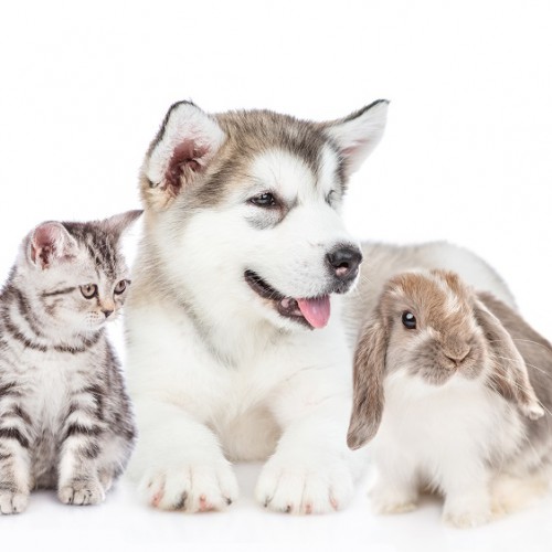 ウサギと犬と猫