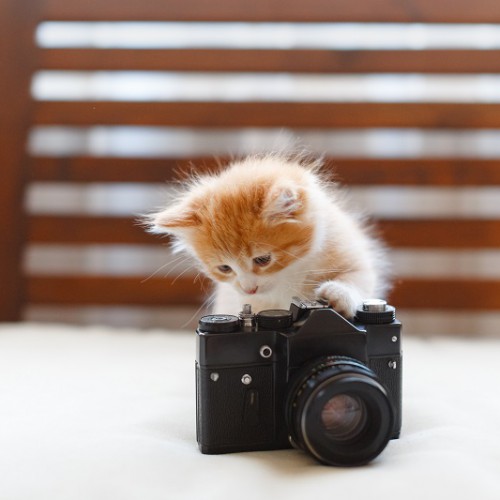 カメラに触る子猫