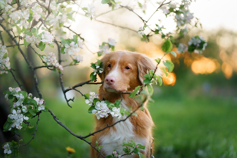 花を眺める犬