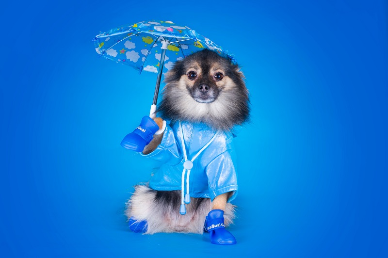 レインコートを着て傘をさした犬