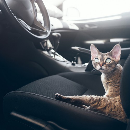 車の運転席に座る猫