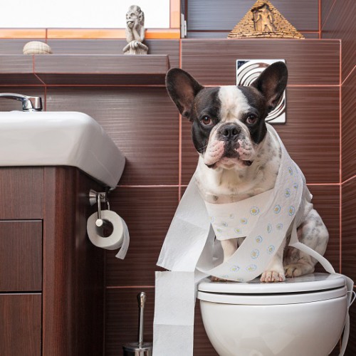 トイレットペーパーを巻き付けトイレに座る犬