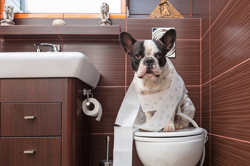 トイレットペーパーを巻き付けトイレに座る犬