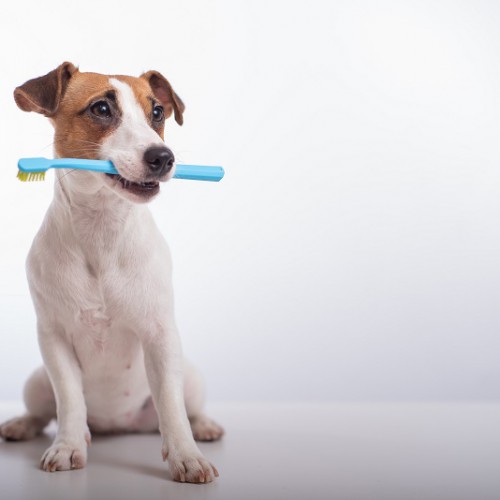 歯ブラシをくわえた犬