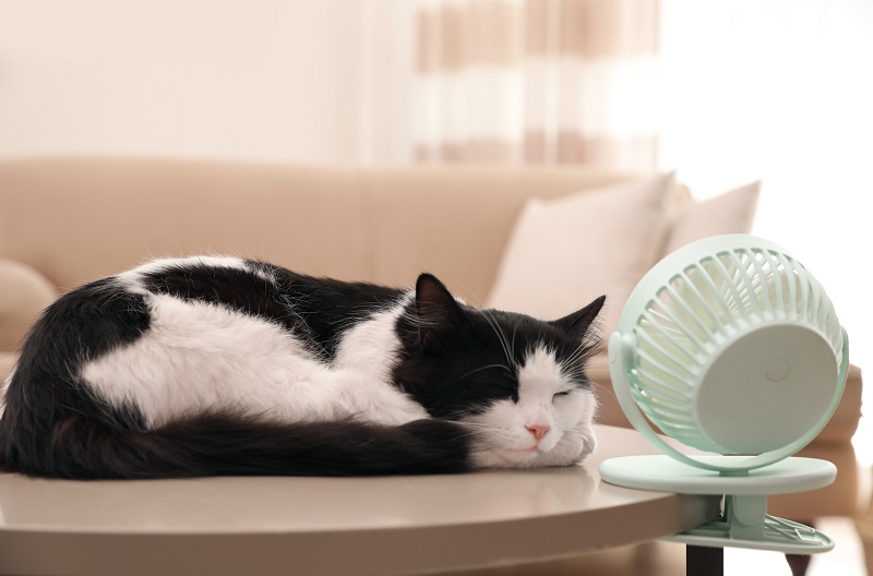 扇風機で涼む猫