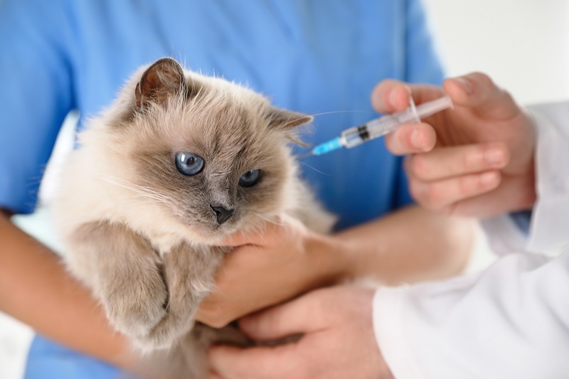 獣医師に抱えられ注射を打たれる猫