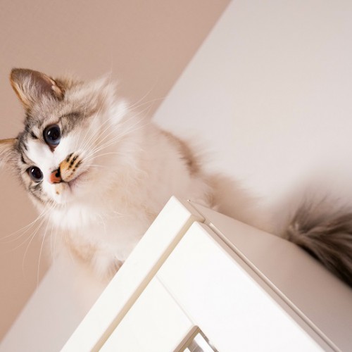 家具の上から部屋を見回す猫