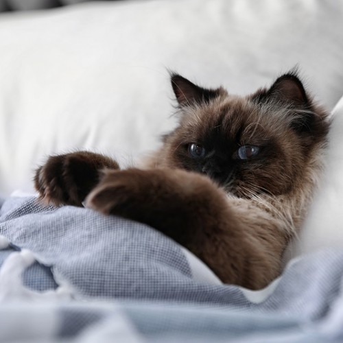 ベッドで布団をかけている猫