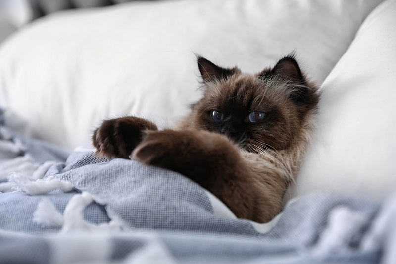 ベッドで布団をかけている猫