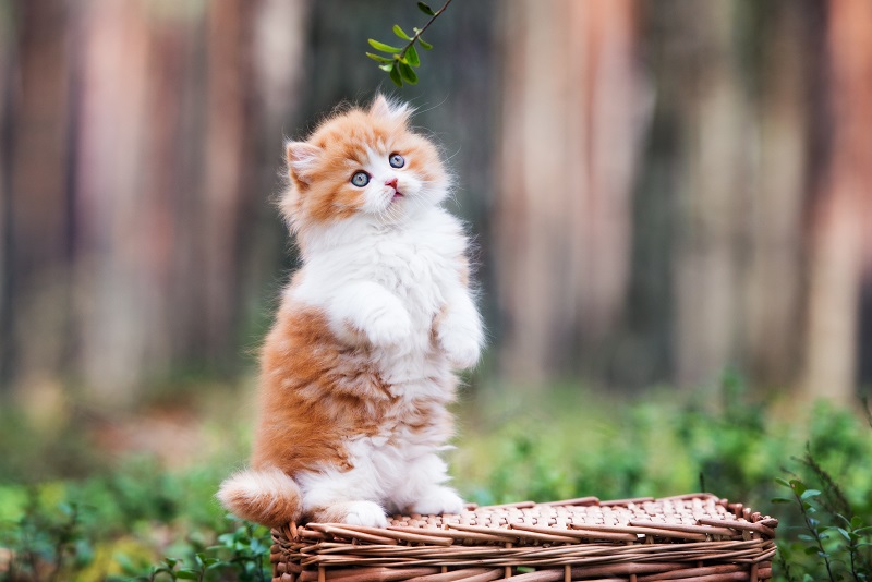 森の中でバスケットの上に立つ子猫