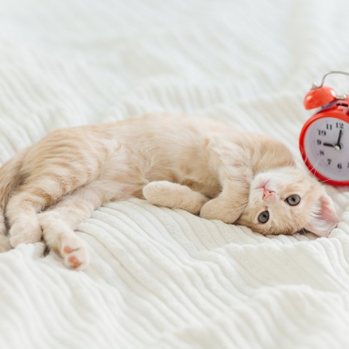 ベッドに寝転がる猫と目覚まし時計