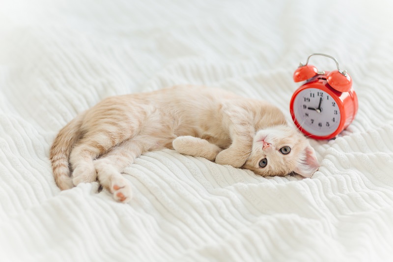 ベッドに寝転がる猫と目覚まし時計