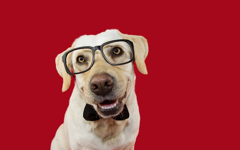 メガネをかけた犬