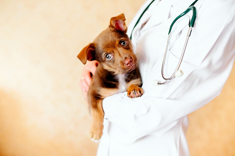 犬を抱いている獣医師