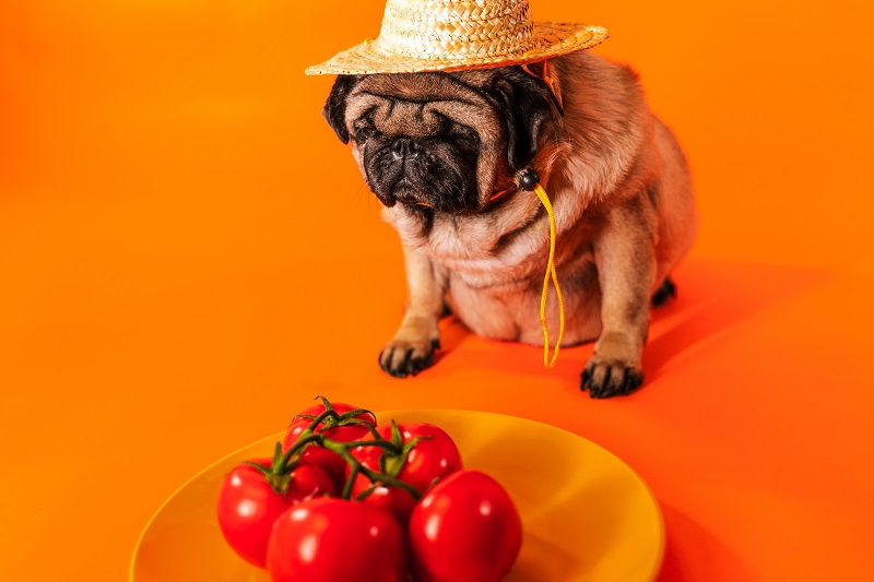 トマトを見つめる麦わら帽子をかぶった犬
