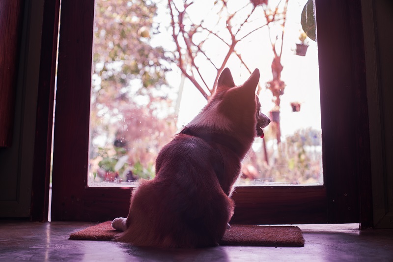 玄関で飼い主を待つ犬