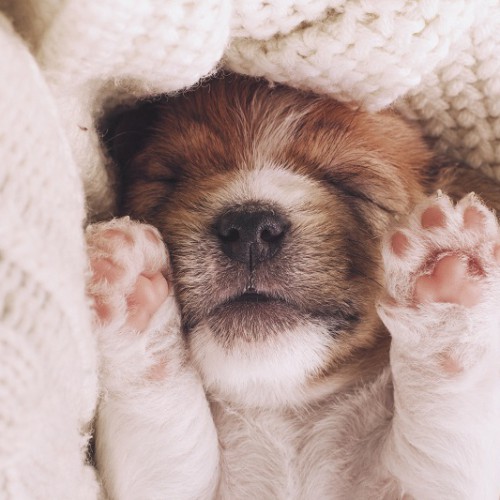 両手を挙げて眠る子犬